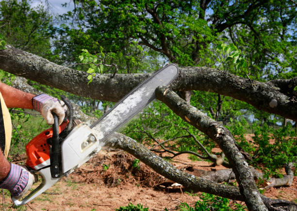 The Steps Involved in Our Tree Care Process in Shillington, PA